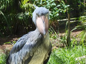 Shoebill Stork @ Tampa Zoo – My Family