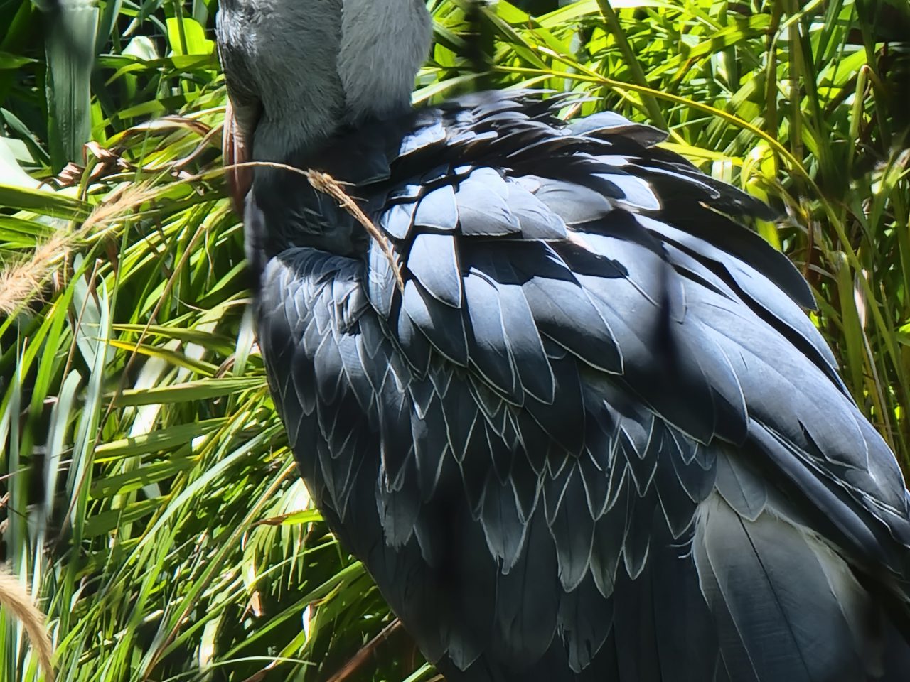 Shoebill Stork Tampa Zoo My Family